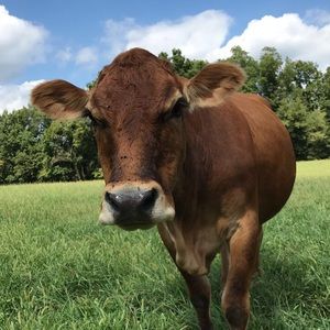 Meet your Posher, Amber